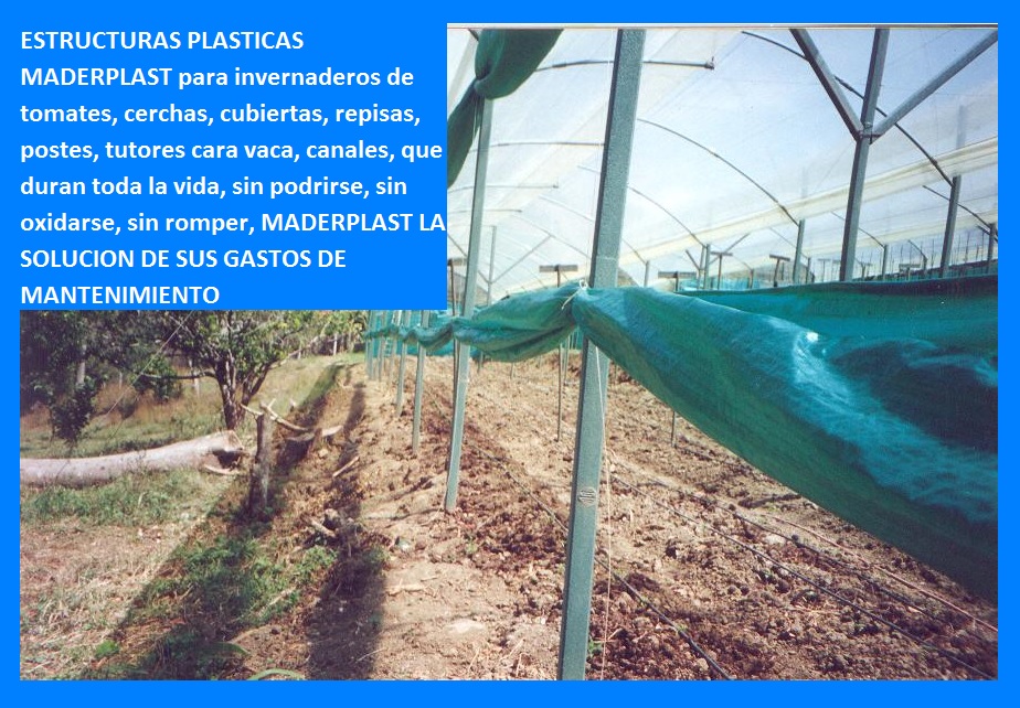 Invernadero para tomates en estructura de madera plástica maderplast invernadero en metal plástico invernadero de tomate vidrio plástico aluminio plástico invernadero de tomateras y tomates 007 Invernadero para tomates en estructura de madera plástica maderplast invernadero en metal plástico invernadero de tomate vidrio plástico aluminio plástico invernadero de tomateras y tomates 007